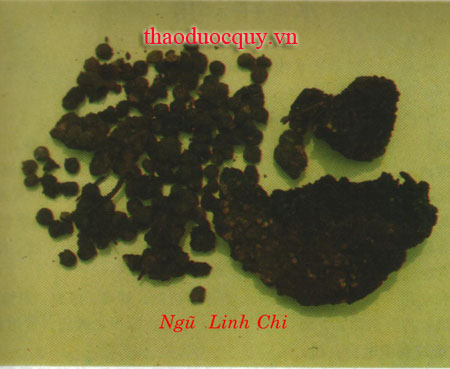 Thảo Linh Chi
